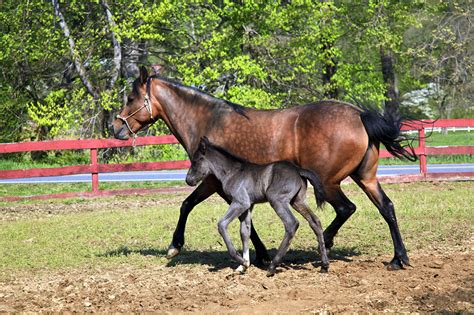 There are some gaits in other horse breeds, with the same footfall pattern to paso fino, for example, the tlt in. . Paso fino health problems